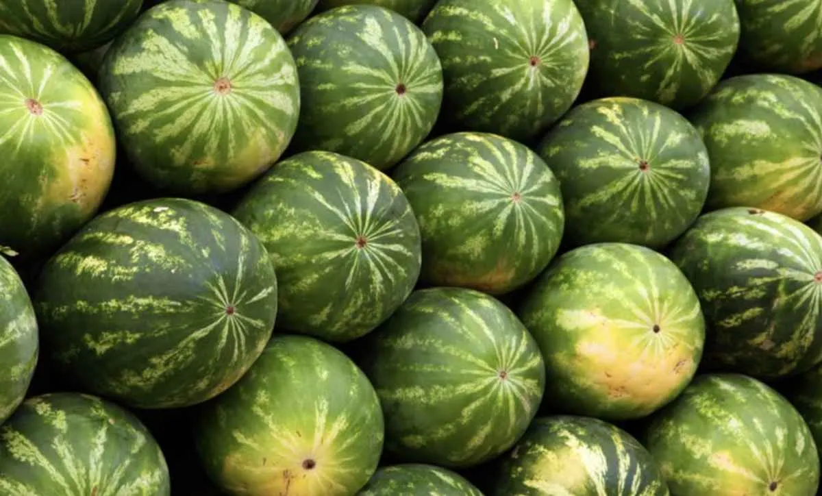 Alta oferta em Goiás e Tocantins mantém queda nos preços da melancia
