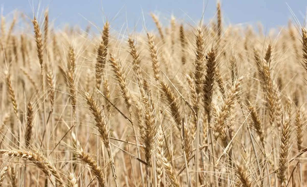 Produção de trigo no Sul do Brasil tem projeções divergentes entre os estados