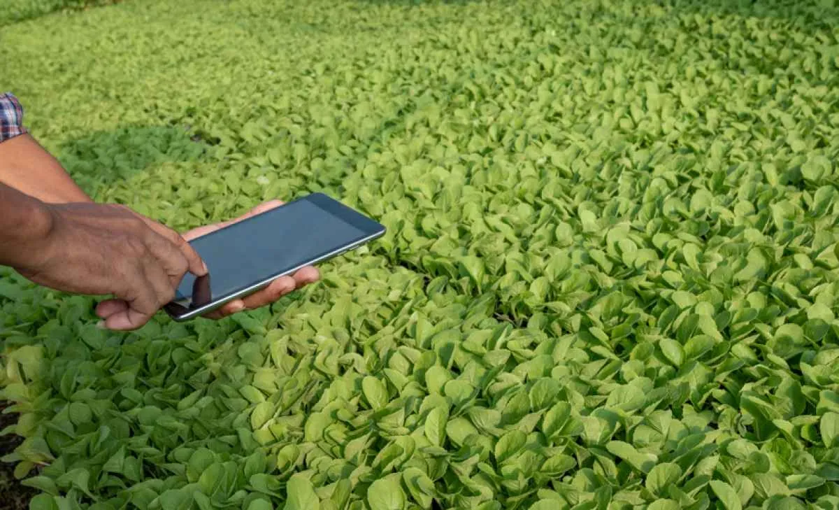 Brasil e Angola criam grupo de trabalho para estruturar programa de investimento agropecuário