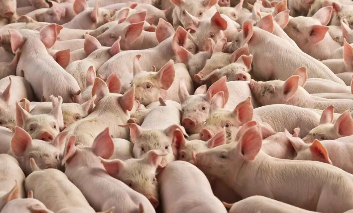 Carne suína perde espaço frente à bovina e ao frango
