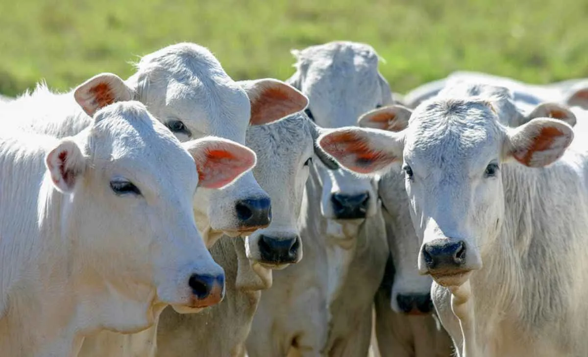 Carne bovina e carne suína do PR têm mercado aberto no Chile
