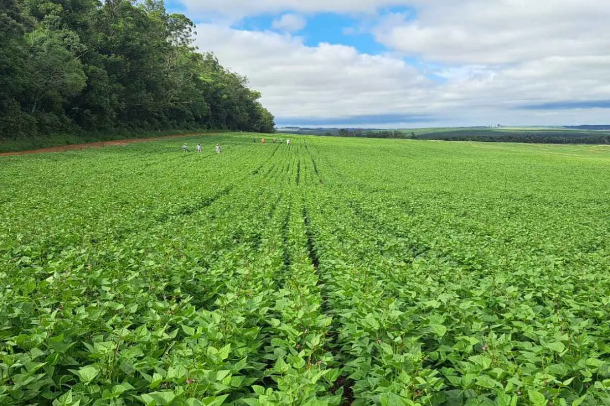Produção nacional de feijão do Paraná atinge 865 mil toneladas 