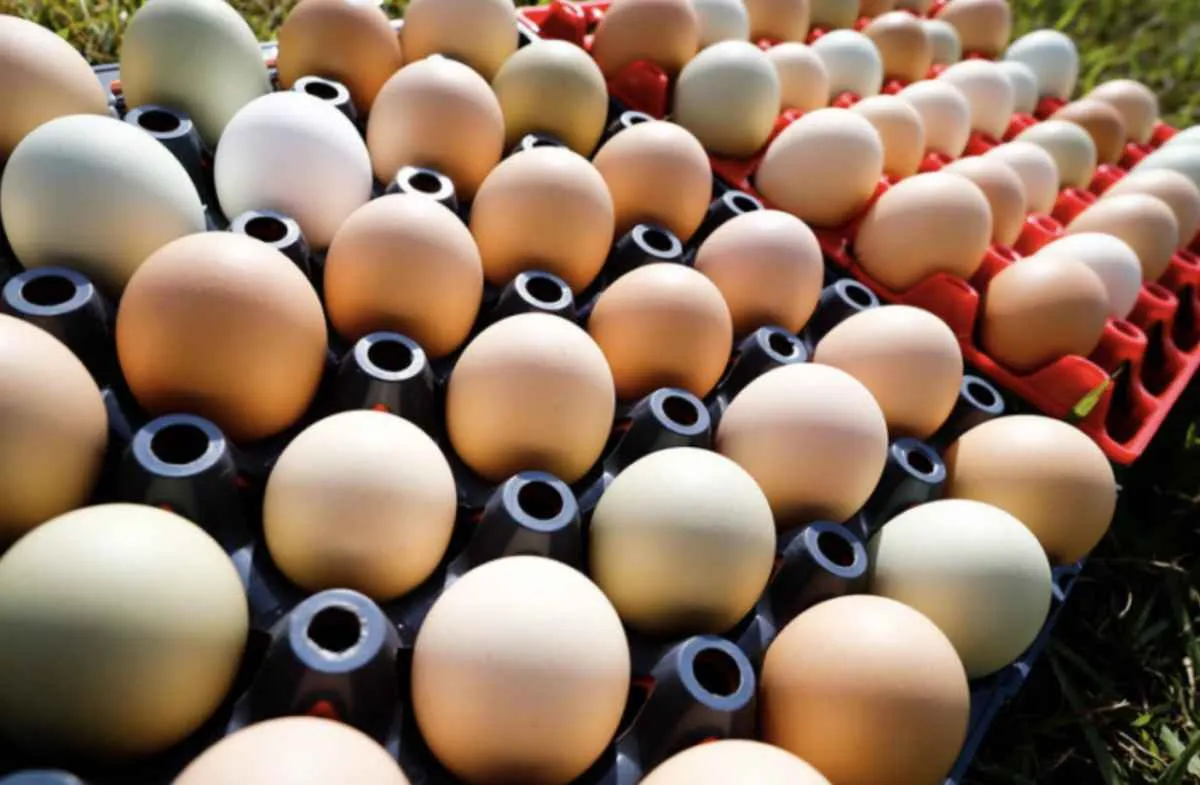 Custos de produção do agro são analisados pela CNA