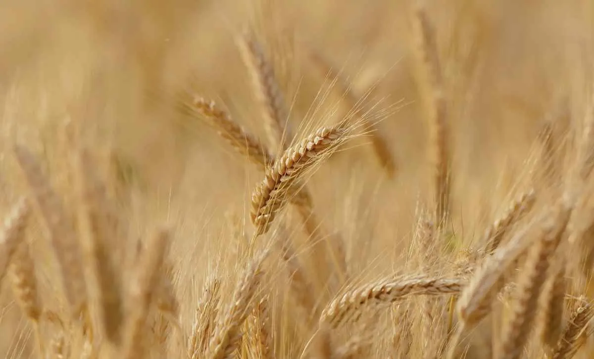 Preço do trigo no Brasil segue em queda mesmo com produção menor