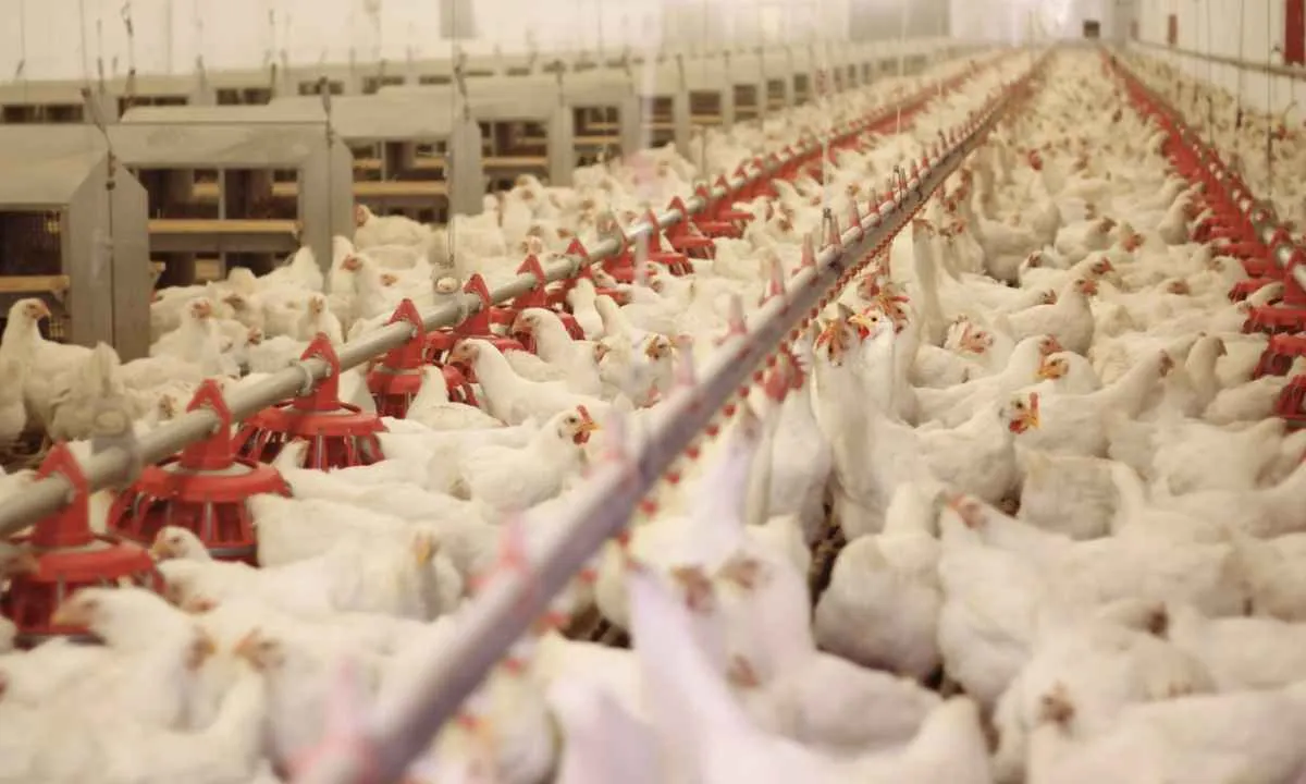 Preço do frango tem queda histórica em junho e atinge menor valor real desde 2024