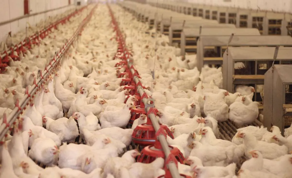 Custos de produção do frango registram leve alta no Paraná