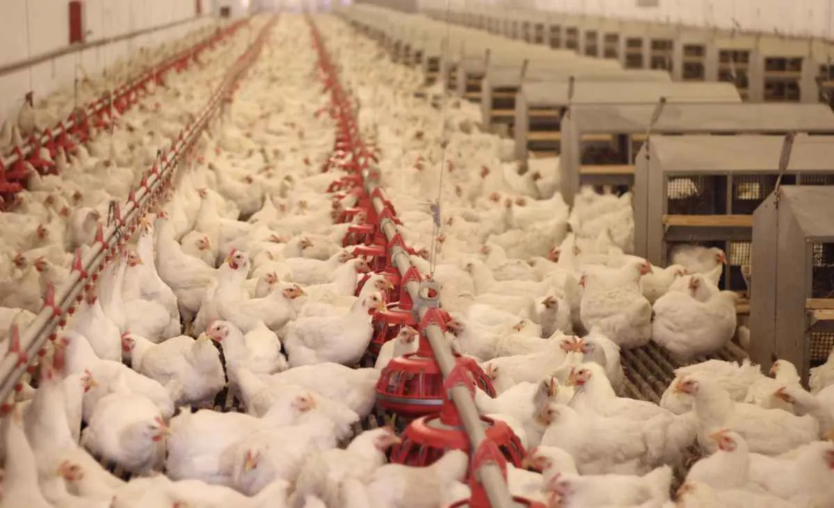 México e Reino Unido retiram restrições à carne de aves brasileira