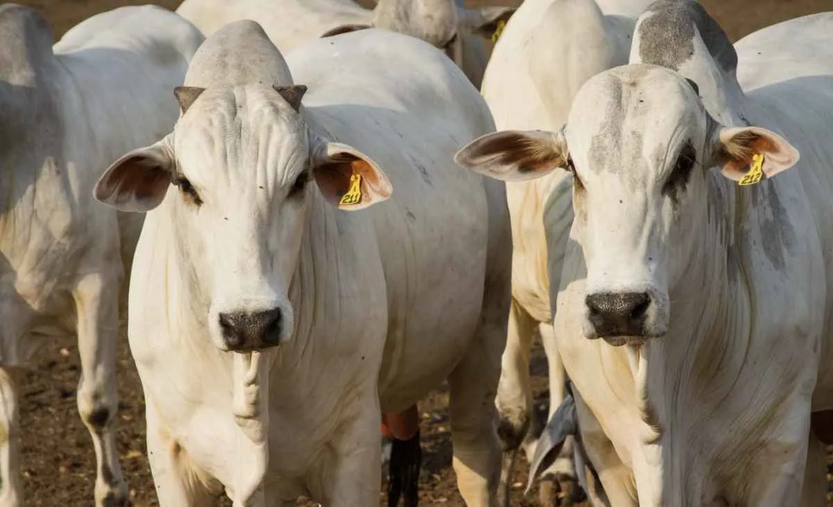 Demanda externa por carne brasileira cresce e impulsiona exportações