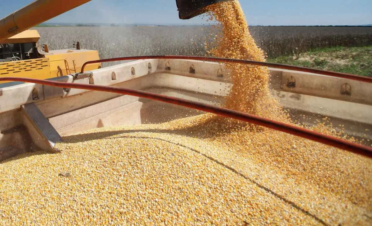 Milho brasileiro lidera exportações e domina mercado asiático
