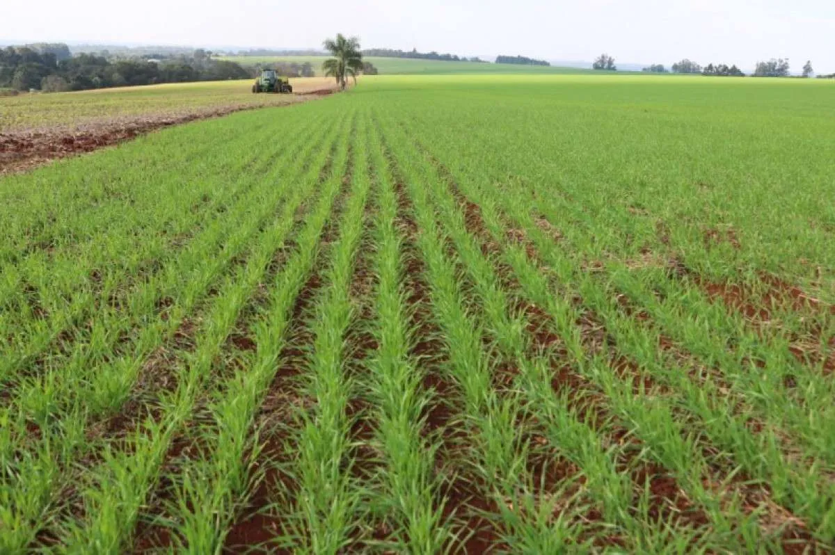 Semeadura do trigo avança no RS e alcança 92% da área prevista