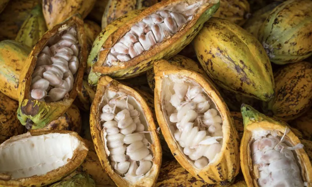 Mercado do cacau segue instável com foco no clima da África e na demanda global