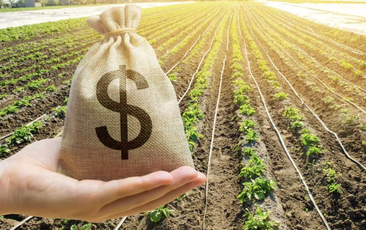 Produtores alertam para impacto dos juros altos no Plano Safra 2025/2026