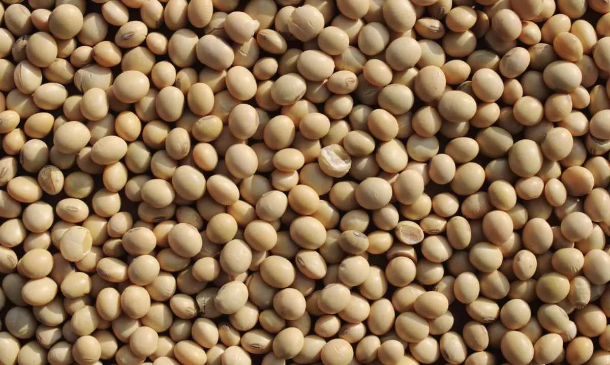 Alta no imposto de exportação na Argentina impulsiona preços da soja