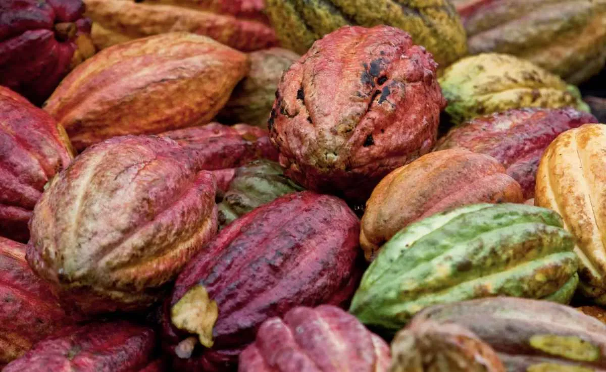 Produção sustentável de cacau avança no Pará