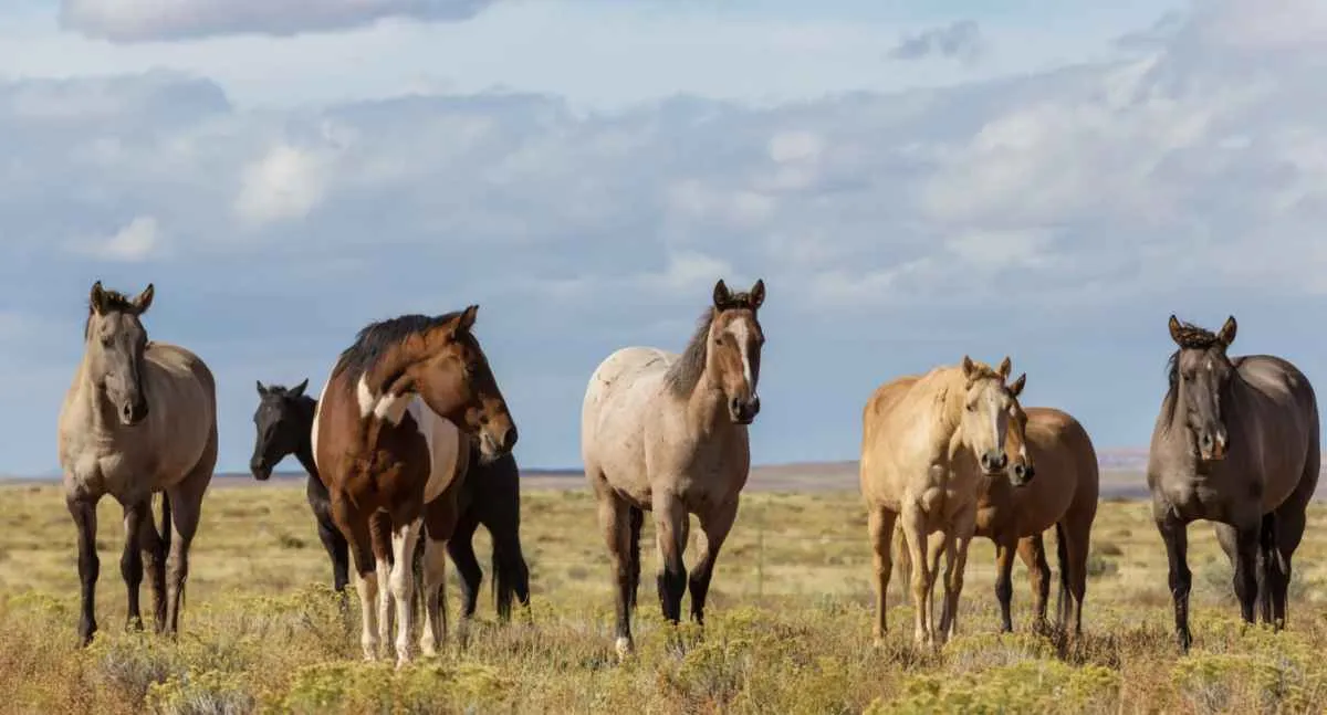 Mapa amplia investigação sobre mortes de cavalos ligadas à Nutratta
