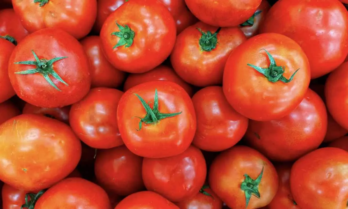 Maior oferta de tomate pressiona preços nos principais atacados do país