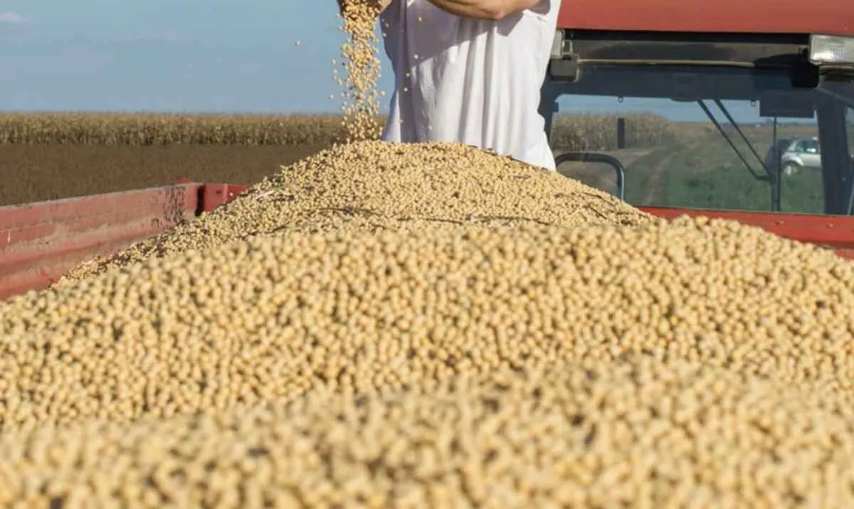 Soja em Mato Grosso deve ter queda na produtividade em 2025/26 apesar de área maior