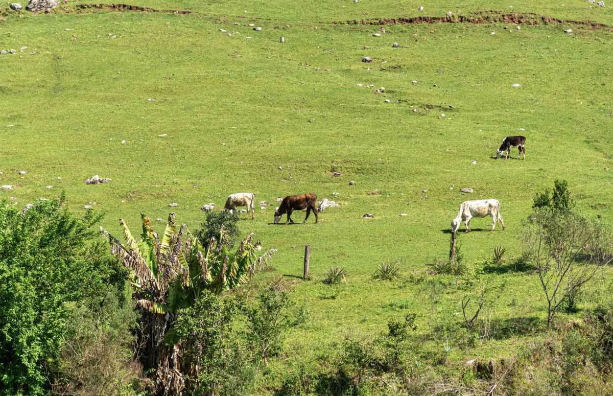 Tarifa dos EUA impacta mercado imobiliário do agronegócio