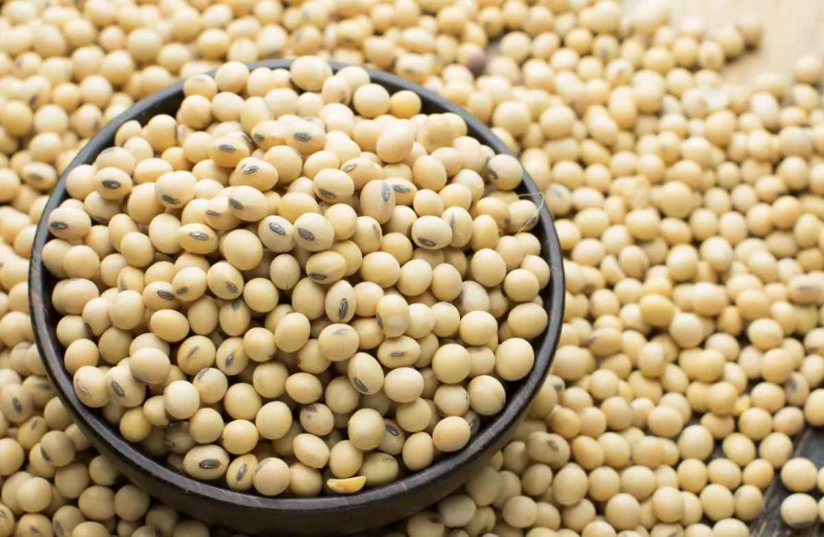 Preços da soja seguem pressionados em Chicago