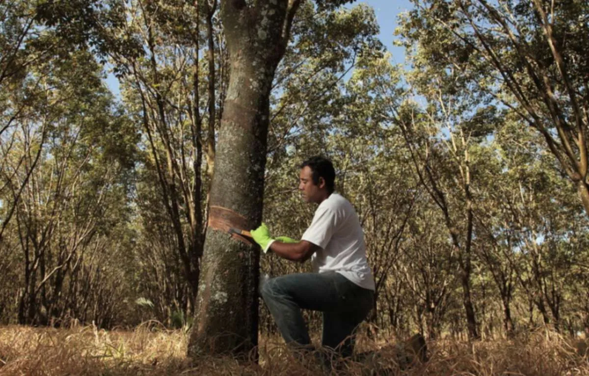 Preço da borracha natural importada recua em junho com queda de 4,8%