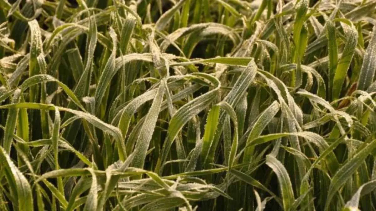 Boletim do Copaaergs orienta produtores gaúchos para manejo adequado durante o inverno de 2025