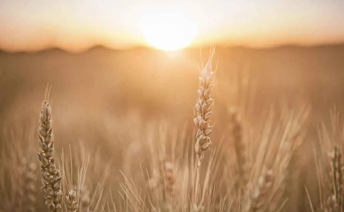 Clima instável deixa produtores de trigo em alerta no Sul do Brasil