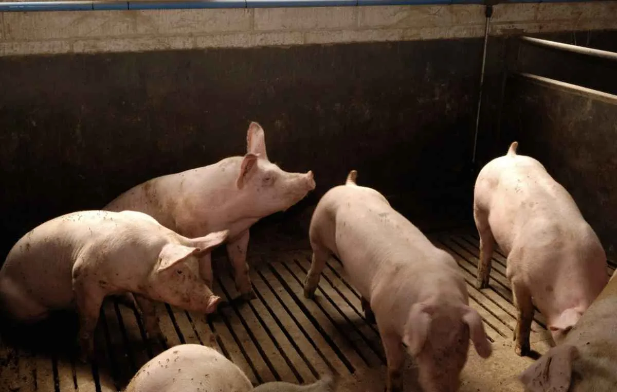Margens da suinocultura brasileira sobem para 23% 