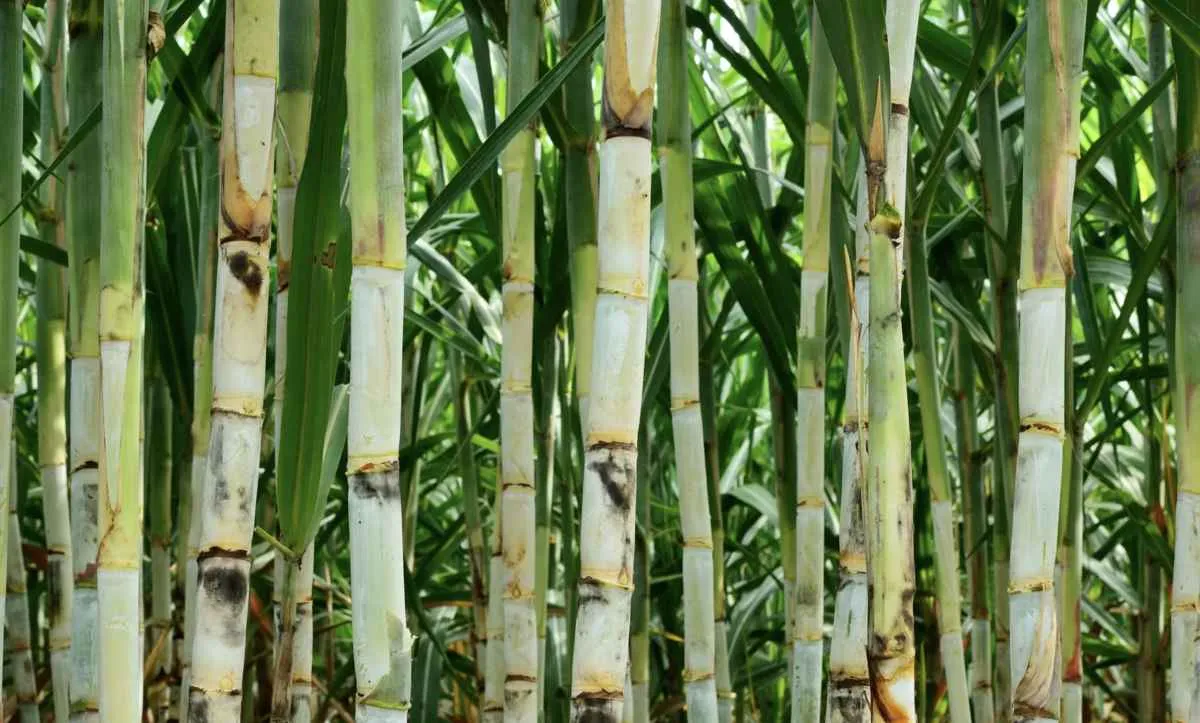 Produtividade da cana no Centro-Sul cai 12% em maio, segundo CTC