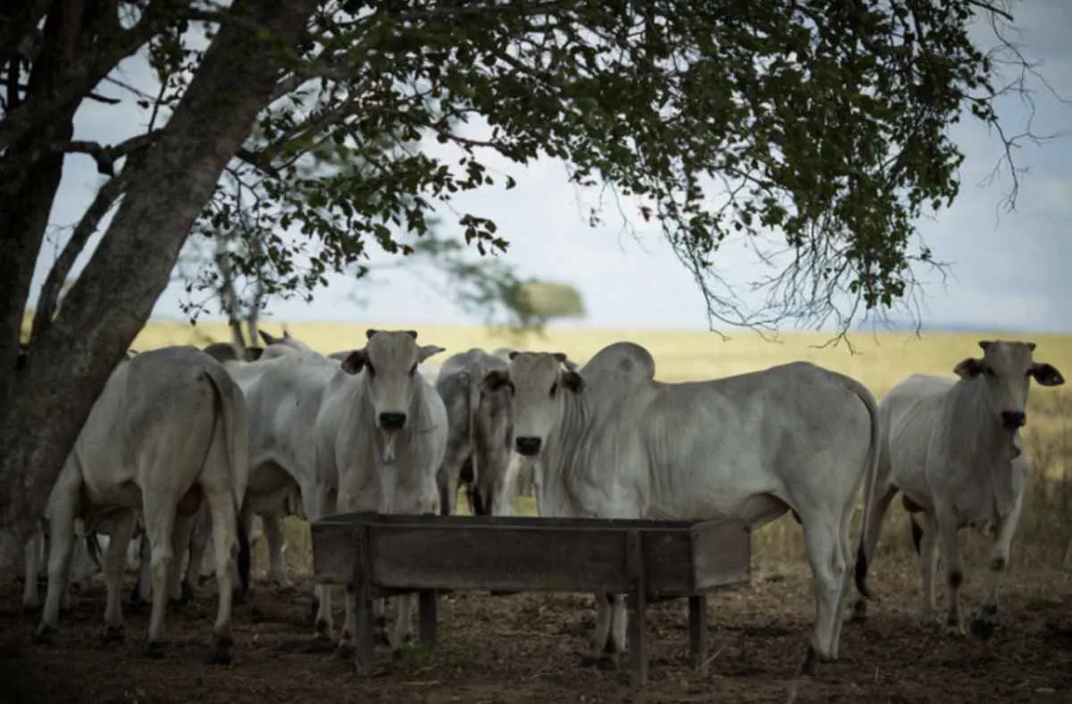 Uso de aditivos com antimicrobianos é tema de consulta pública