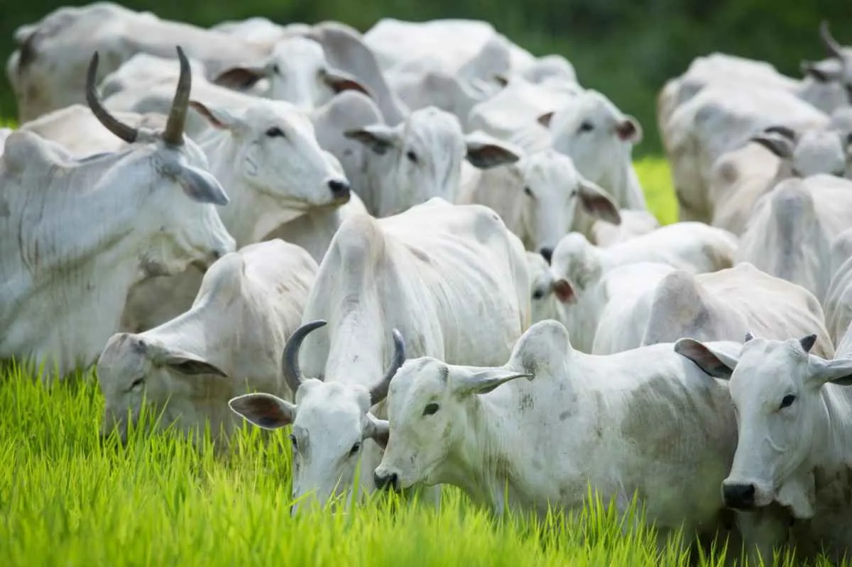 Agrodefesa alerta para prazo final da declaração obrigatória de rebanho em Goiás