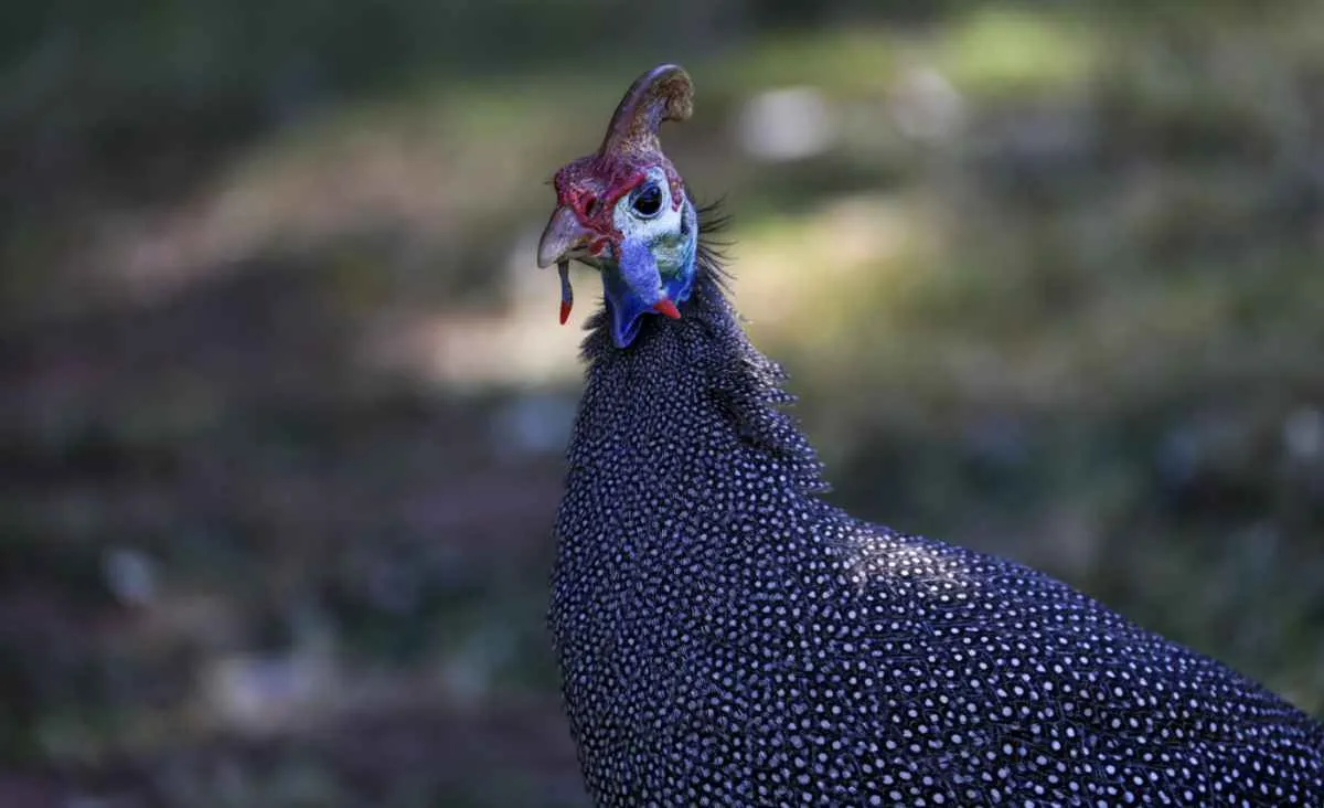 Gripe aviária é confirmada em aves do Bioparque do RJ
