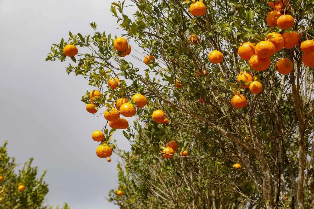 Paraná prorroga por 180 dias emergência fitossanitária contra o greening
