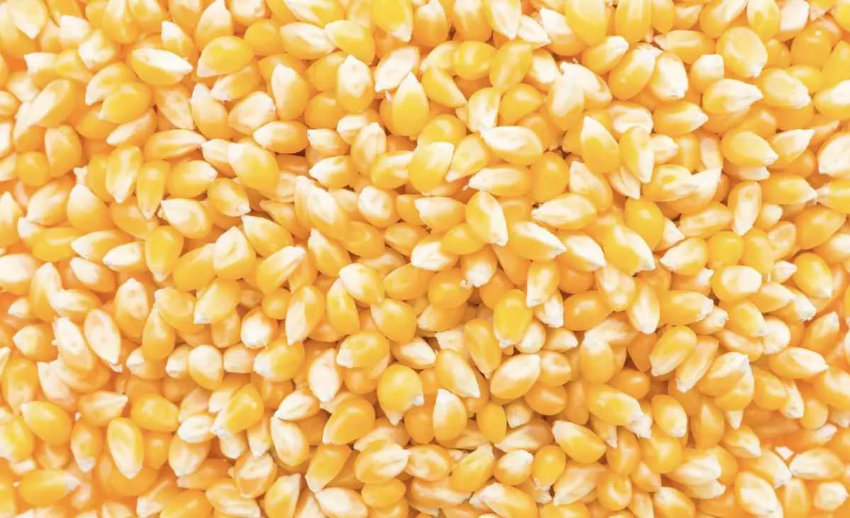 Oferta argentina pressiona prêmio do milho brasileiro no mercado externo