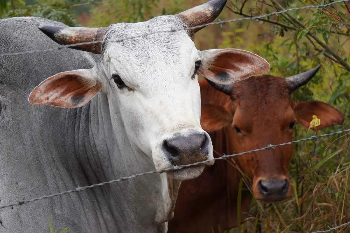 Adapar amplia ações contra brucelose e tuberculose no Paraná