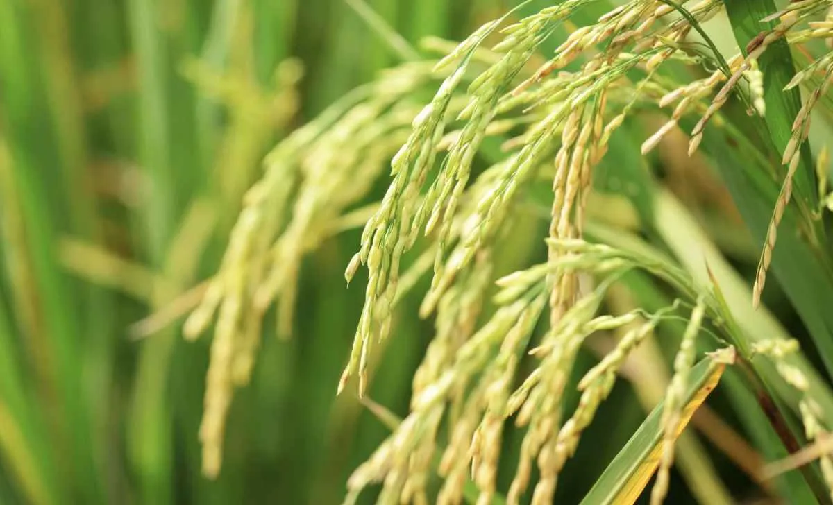 Preços do arroz no Rio Grande do Sul seguem firmes e estáveis