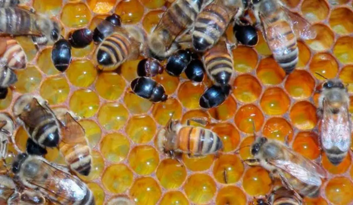 Praga ameaça colmeias na Bahia e exige atenção dos apicultores