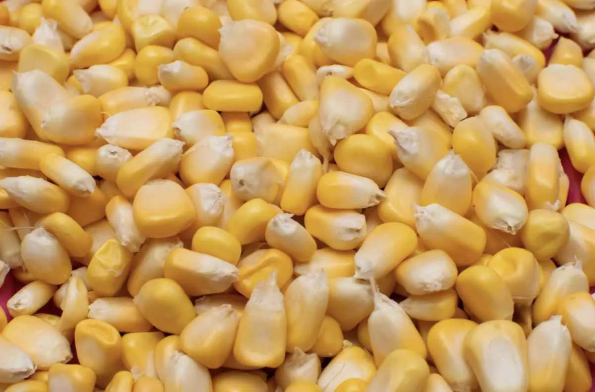 Mercado do milho recua com oferta robusta e avanço da colheita