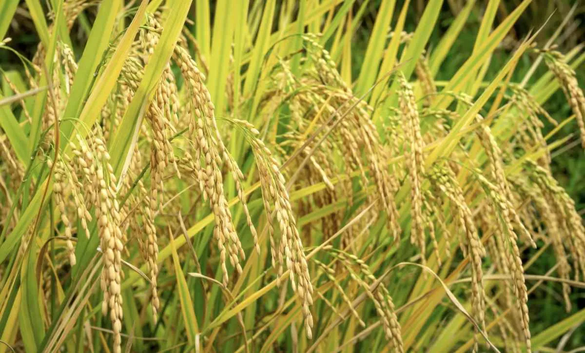 Preço do arroz segue firme pela terceira semana