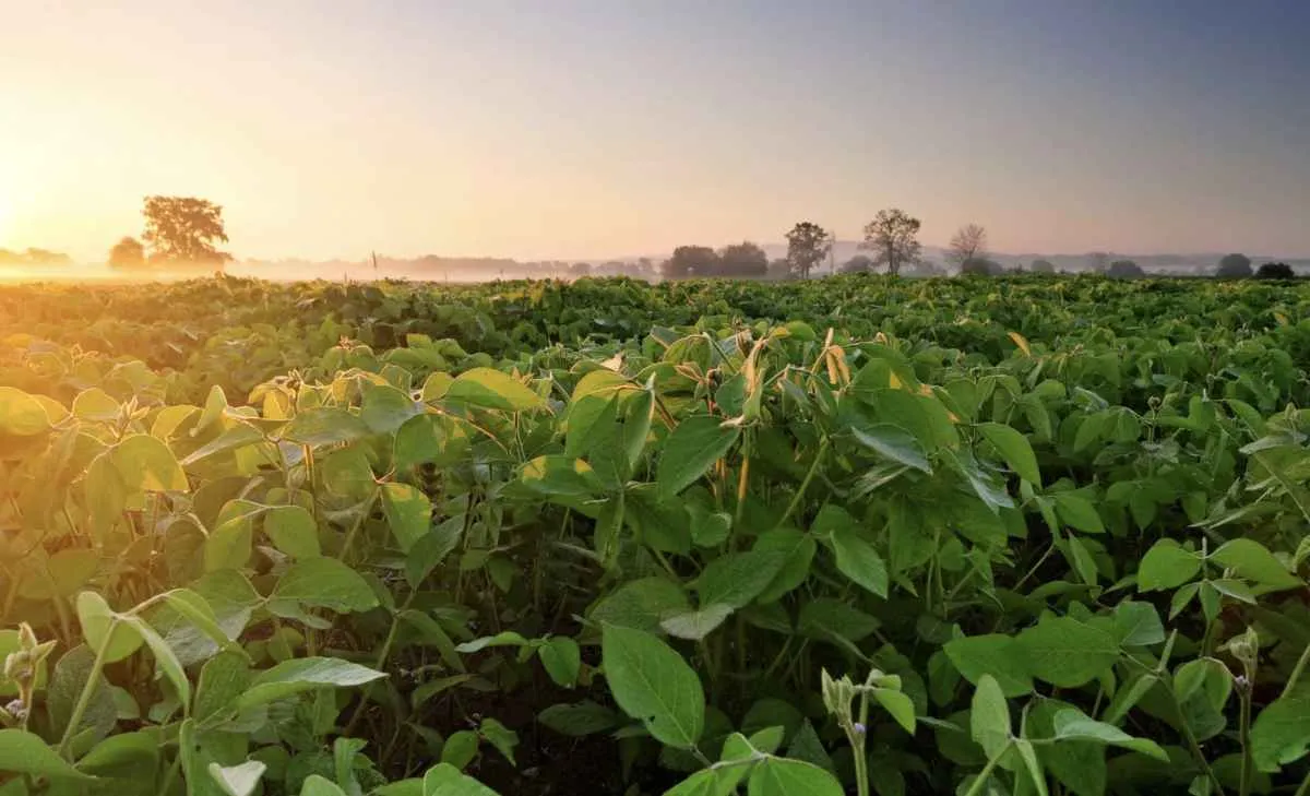 Soja recua em Chicago após dados do USDA e pressão da oferta global