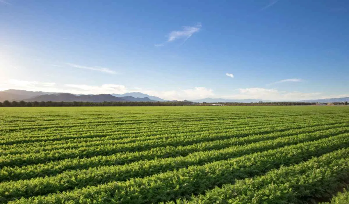 Banco do Brasil amplia recursos para o agro e anuncia R$ 230 bilhões no Plano Safra 2025/26. Foto: Canva