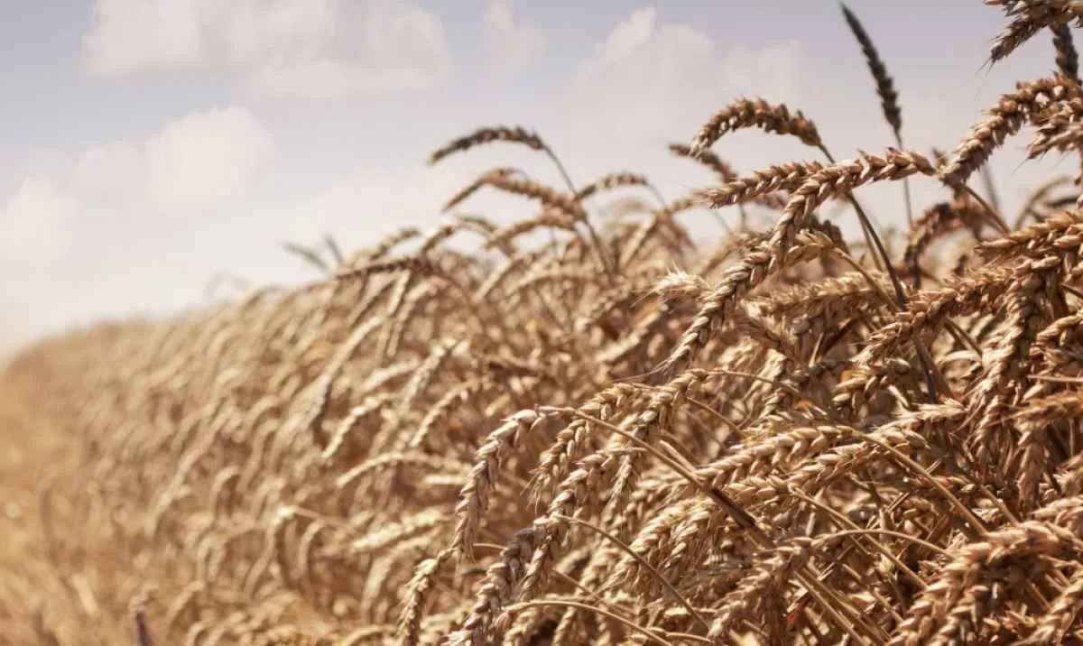 Preços do trigo acompanha avanço e oscilações no mercado