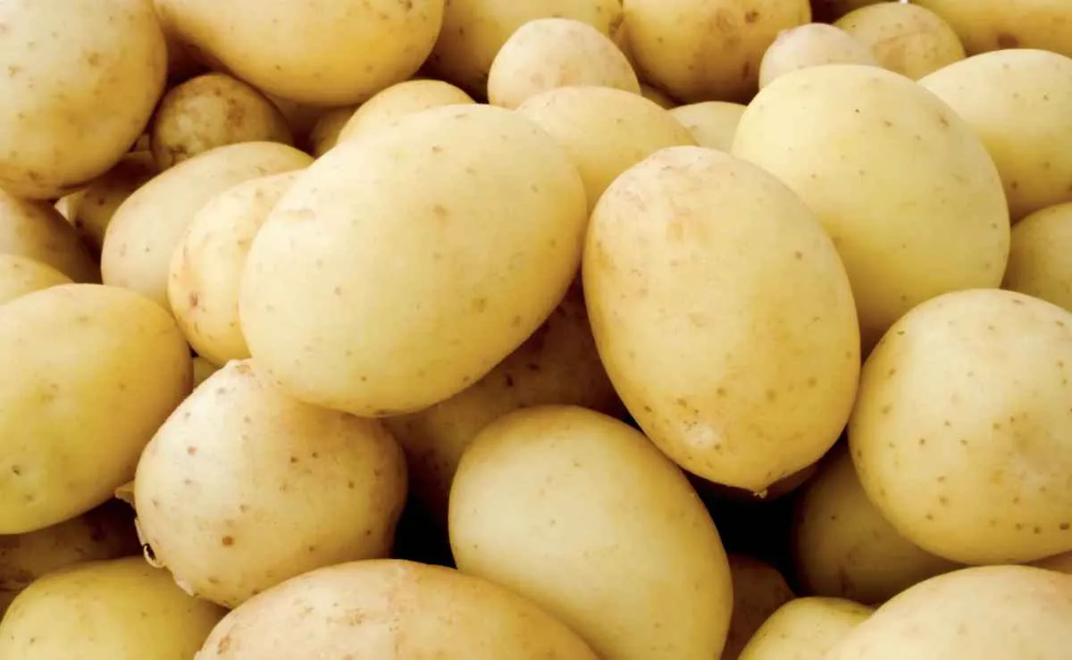 Maior oferta derruba preços da batata ágata nos atacados