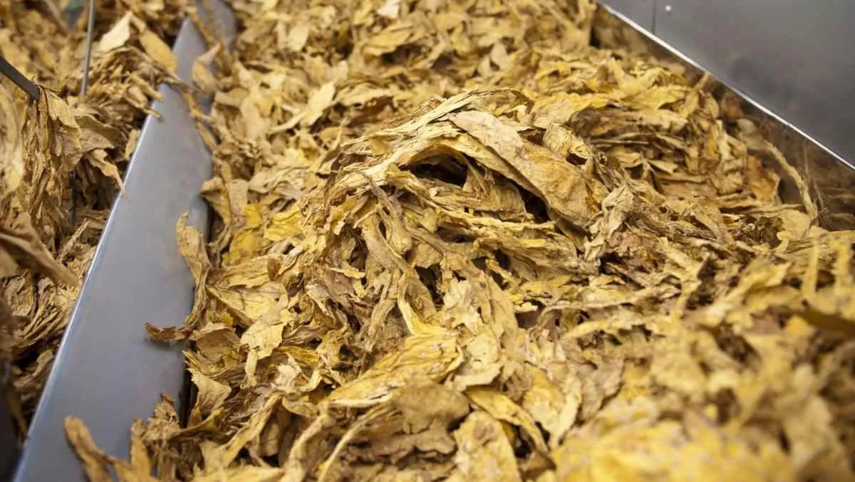 Setor do tabaco alerta para tarifa dos EUA