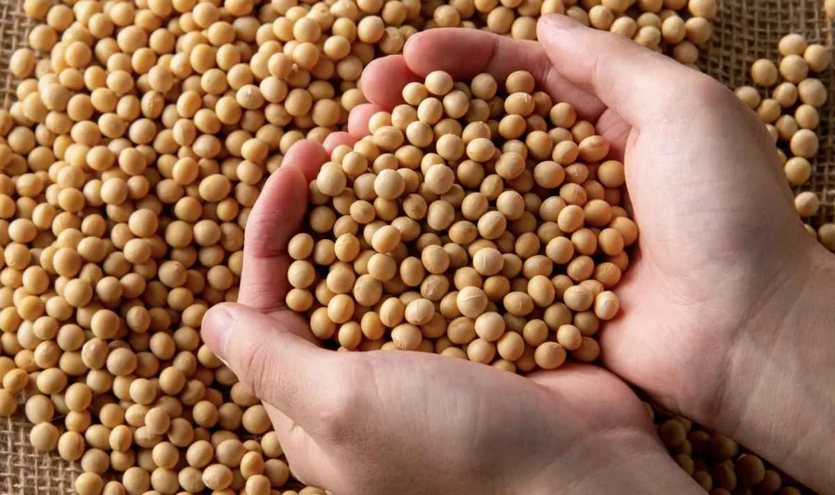 Preço da soja permanece estável em MT, mas cenário futuro preocupa produtores