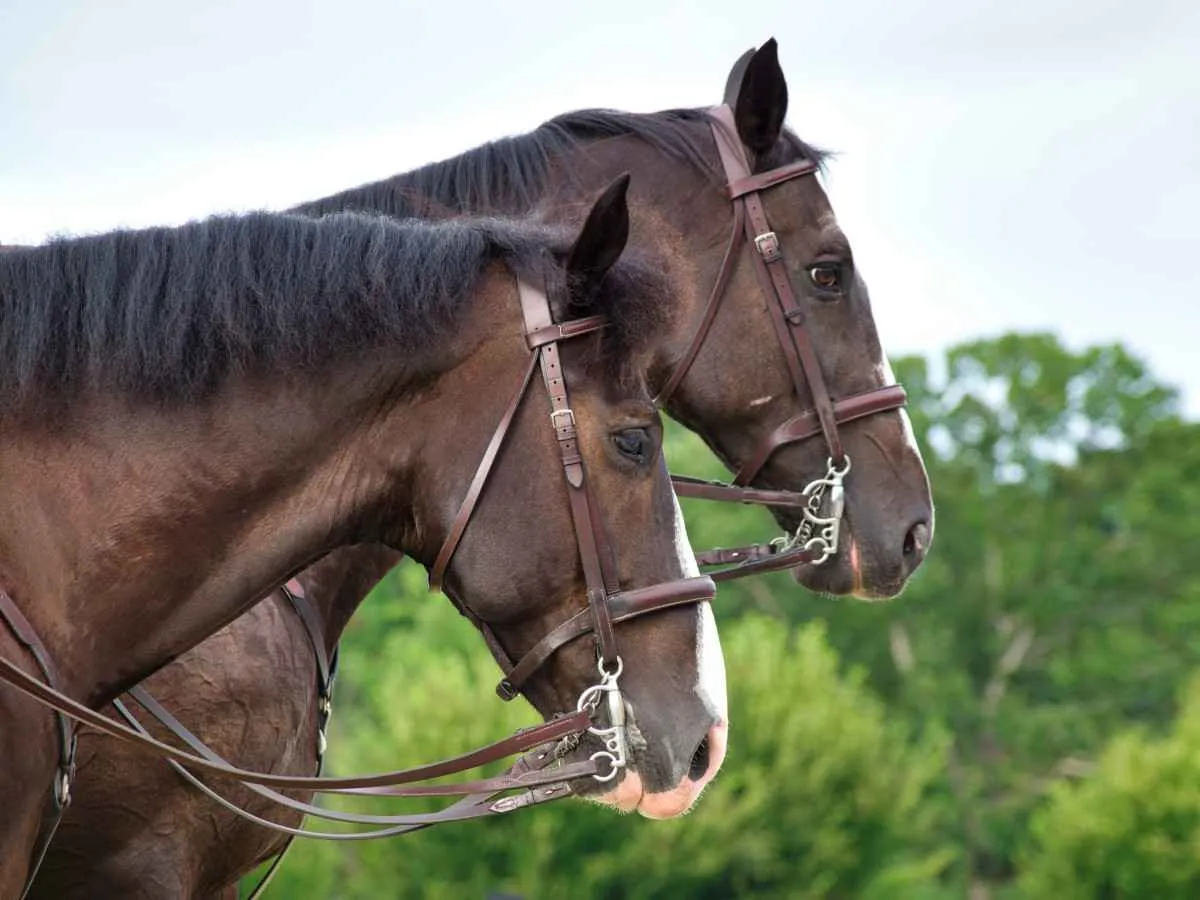 Morte de cavalos por ração contaminada expõe riscos de falhas na fiscalização agropecuária