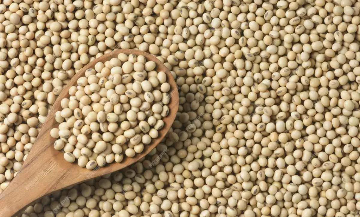 Preços da soja recuam com cenário favorável nos EUA