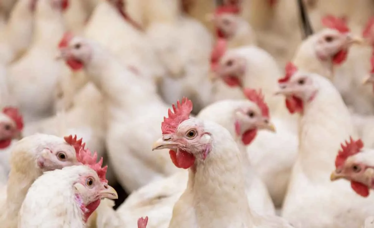 Mais sete países retiram restrições à exportação da carne de aves brasileira após foco de gripe aviária