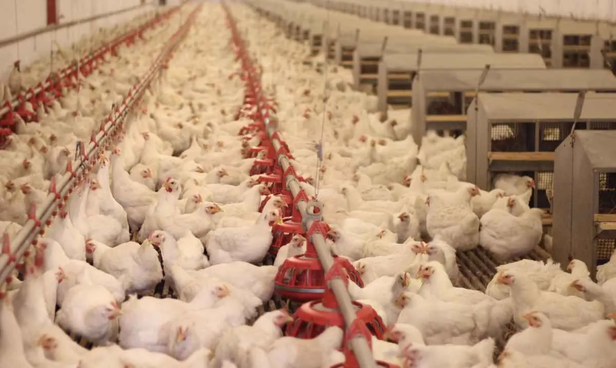 Exportação de carne de aves brasileira tem restrições suspensas por África do Sul e Singapura