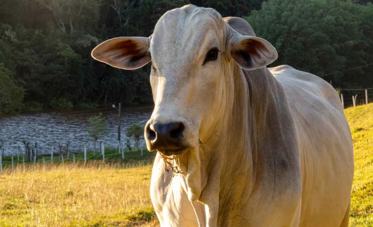 Malásia autoriza importação de colágeno bovino brasileiro para alimentação animal