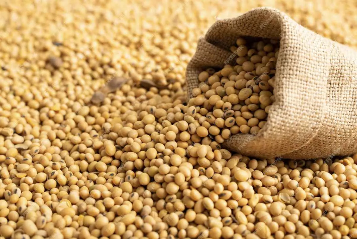 ABIOVE projeta produção recorde para soja em 2025 